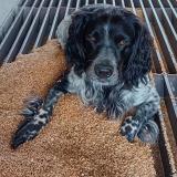 Foto de perro perdido en Berrac