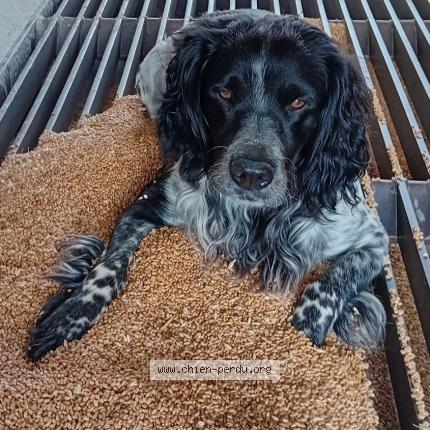 Foto de perro perdido en Berrac