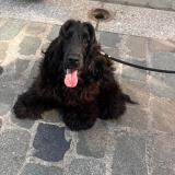 Foto de perro perdido en Lyon