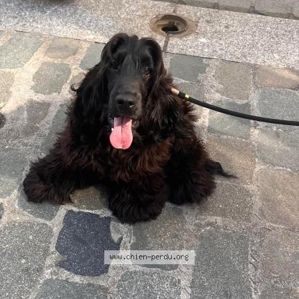 Foto de perro perdido en Lyon