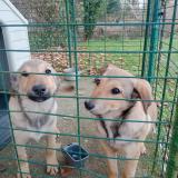 Foto de perro encontrado en St Pierre Du Val