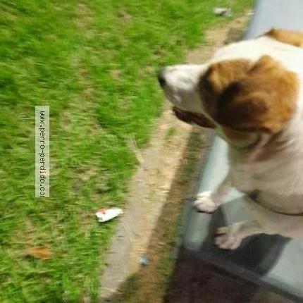 Foto 2/3 Perro encontrado Encontrado en Bogota