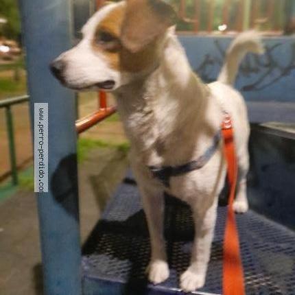 Foto 3/3 Perro encontrado Encontrado en Bogota