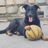 Foto de perro perdido en Roche La Moliere