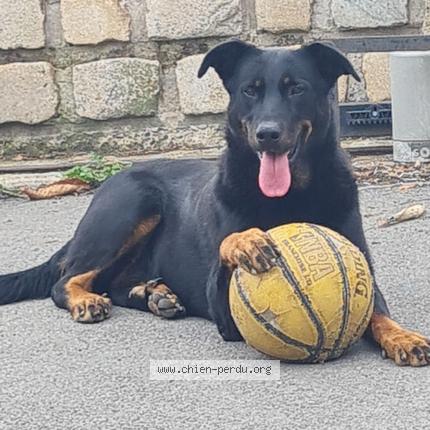 Foto de perro perdido en Roche La Moliere
