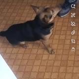 Foto de perro perdido en Pavilly