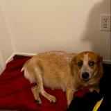 Foto de perro perdido en Dinuba