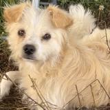 Foto de perro perdido en Toulouse