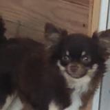 Foto de perro perdido en Nimes