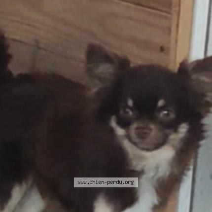 Foto 1/2 Unjoy Chien perdido en Nimes