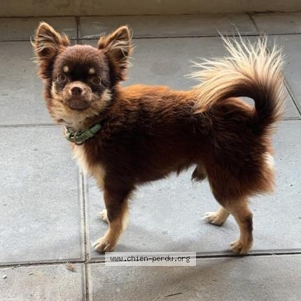 Foto 2/2 Unjoy Chien perdido en Nimes
