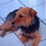 Foto de perro perdido en Nohanent