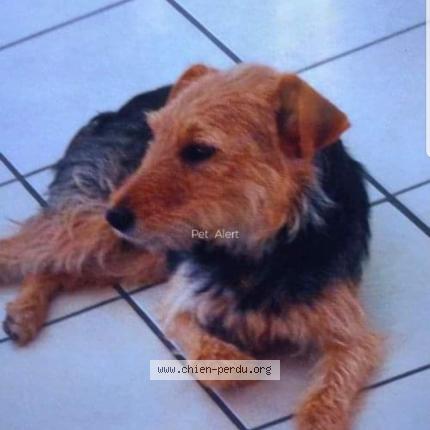 Foto 1/1 helsie Chien perdido en Nohanent