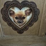 Foto de perro perdido en Vieux Conde