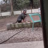 Foto de perro perdido en Lattes