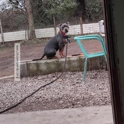 Foto 1/1 kyra Perro perdido en Lattes