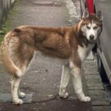 Foto de perro encontrado en Montgeron