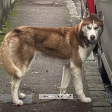 Foto 1/1 Perro encontrado Encontrado en Montgeron