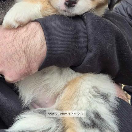 Foto 2/2 Azalée Chien perdido en Decines charpieu