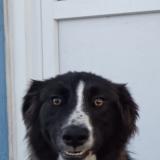 Foto de perro perdido en Saint Hilaire Fontaine