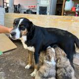 Foto de perro perdido en Saint Etienne De Serre