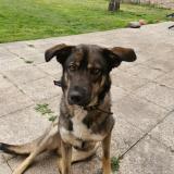 Foto de perro perdido en Rogny Les Sept Ecluses