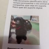 Foto de perro perdido en Brest
