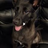 Foto de perro perdido en Montreal