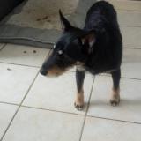 Foto de perro perdido en Neuville Ferrieres