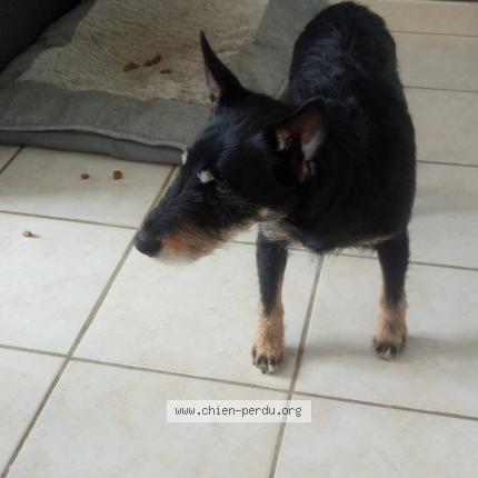 Foto 1/1 Dora Chien perdido en Neuville ferrieres