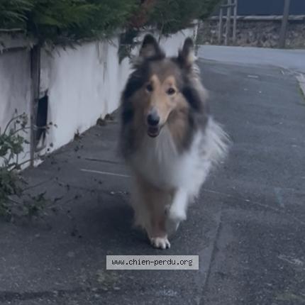 Foto 1/1 Perro encontrado Encontrado en Orly