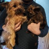 Foto de perro perdido en Bouillac