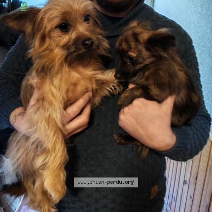 Foto de perro perdido en Bouillac