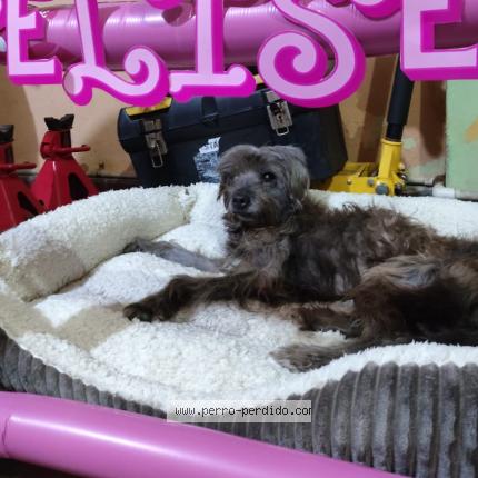 Foto 1/1 Totto Galicia Chien perdido en San salvador centro