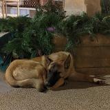 Foto de perro encontrado en Jonquieres Saint Vincent