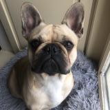 Foto de perro perdido en Jugon Les Lacs