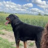 Foto de perro perdido en Davayat