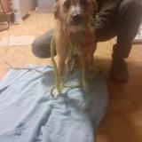 Foto de perro perdido en Chamboulive