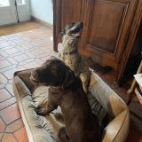 Foto de perro perdido en Minihic Sur Rance