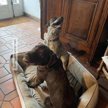 Foto 1/1 Petrus Chien perdido en Minihic sur rance