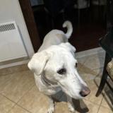 Foto de perro perdido en Montreal