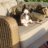 Foto de perro perdido en Portland