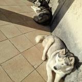 Foto de perro perdido en Fleurance