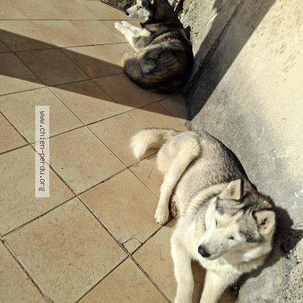 Foto de perro perdido en Fleurance