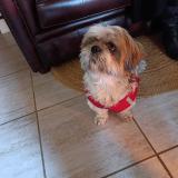 Foto de perro encontrado en Liziere