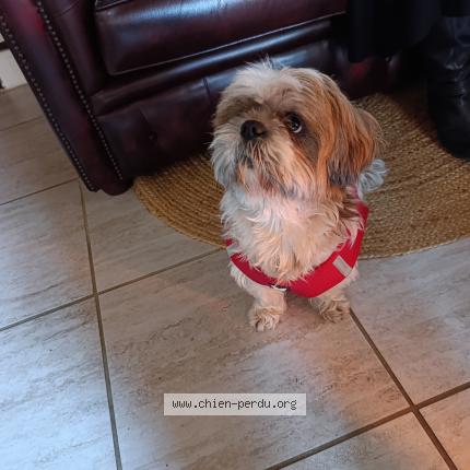 Foto 1/1 Perro encontrado Encontrado en Liziere