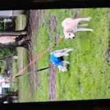 Foto de perro perdido en Oklahoma City