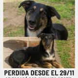 Foto de perro perdido en Quilmes