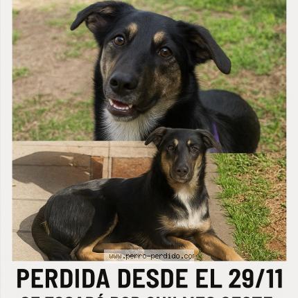 Foto 1/1 NATALIA PANZICA Chien perdido en Quilmes