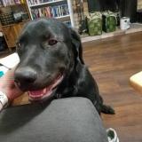 Foto de perro perdido en Davis